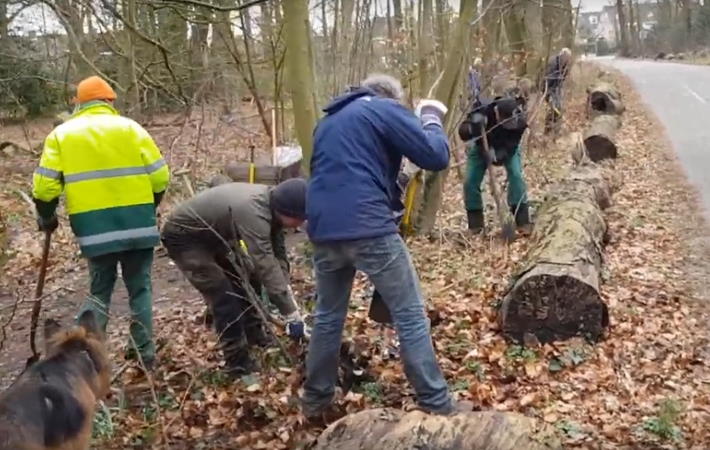 Waar de bomen vandaan komen...
