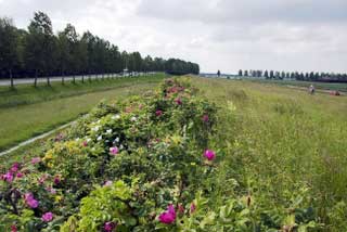 groene carre
