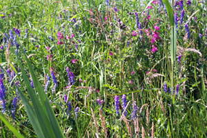bloemenweide