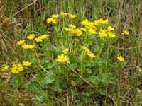 dotterbloem