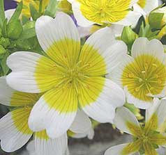 limnanthes