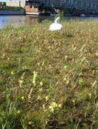 ratelaar