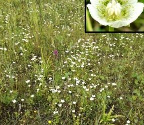 Parnassia