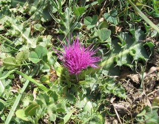 Aarddistel