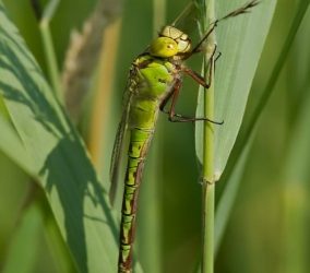 Groene Glazenmaker (2)