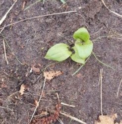 Groeiplek Keverorchis in de Haarlemmermeer