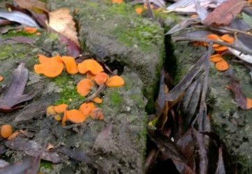 Kleine Oranje Bekerwam