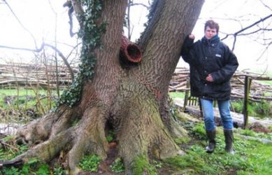 Oudste bomen