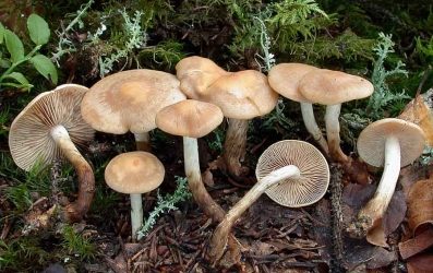 Paddenstoelen gekantelde percelen