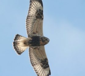 Ruigpootbuizerd