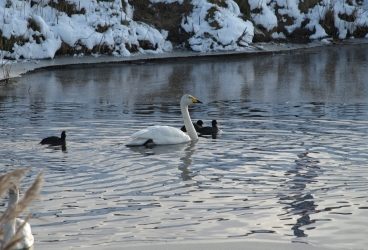 Wilde  Zwaan