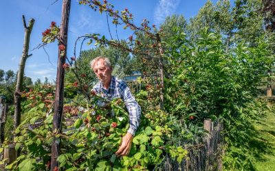 Volkskrant: Gratis af te halen: 1 miljoen bomen