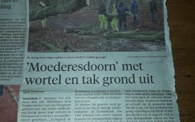 HD 20-1-2018 Moederesdoorn met wortel en tak grond uit