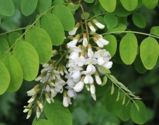 Robinia of Valse Acacia