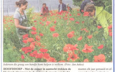 Witte Weekblad: 17-6-2015: Klaprozen kleuren Overbos en Floriande rood