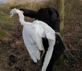 Grote Zilverreiger