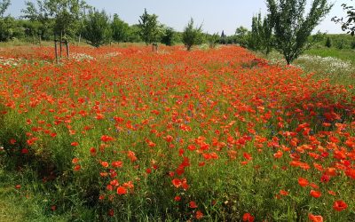 Bloemenweides exploderen in bloei