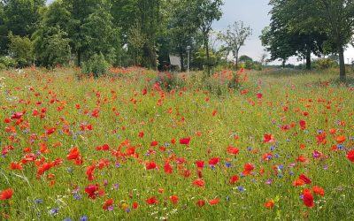 Bloemenweides 2021 een succes