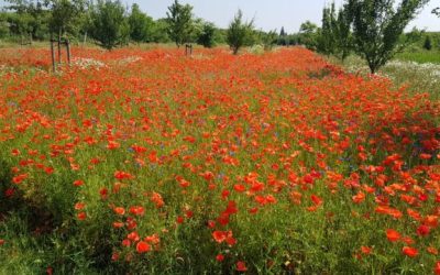 Heemsteder: Bloemenweiderondleidingen door Stichting MEERGroen