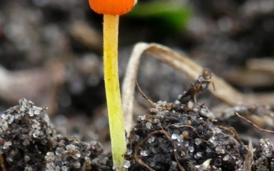 Oranje dwerg mycena