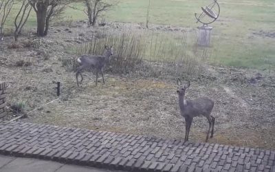 Heemstede natuurnieuws week 45