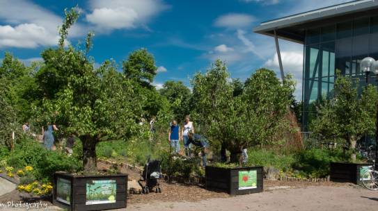 Vliegende Groene start van 2022 :Bomen redden op 11-1 Raadhuisplein en 15-1: Fruitpark Pabstlaan Hoofddorp