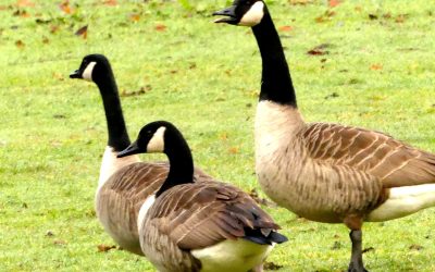 Grote Canadese Gans