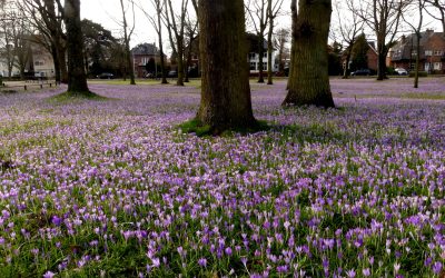 Heemstede natuurnieuws week 8: 2022:12-2:Voorjaarskriebels