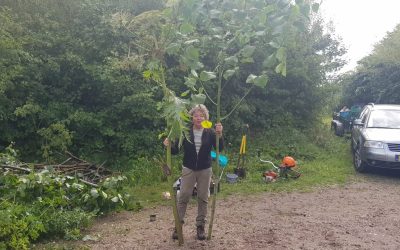 Heemstede natuurnieuws week 9: 2022:26-2 : Japanse 1000knoop