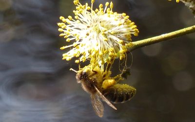 Heemstede natuurnieuws week 12: 2022:20-3: Toptijd in de natuur