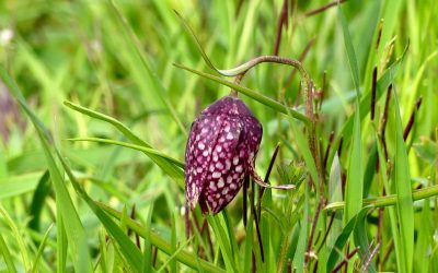 Heemstede natuurnieuws week 15-2022: Kievitsbloem