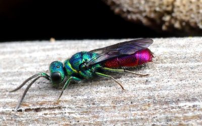 Heemstede natuurnieuws week 16-2022: Goudwesp