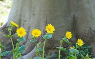 Heemstede natuurnieuws week 17-2022: Voorjaarszonnebloem