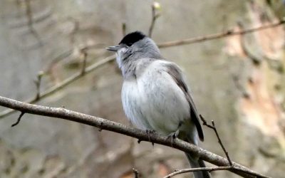 Heemstede natuurnieuws week 18-2022: