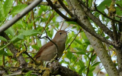 Heemstede natuurnieuws week 21-2022:  Bloemenweides