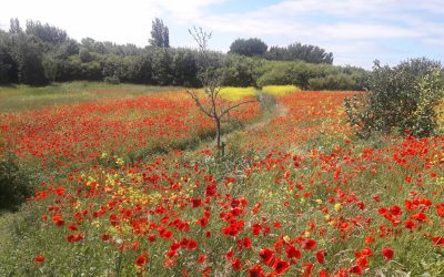 Bloemenweiderondleidingen Hoofdorp en omgeving