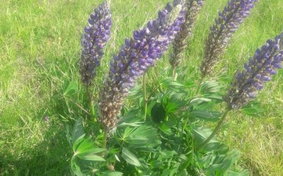 Vaste Lupine