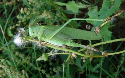 Heemstede natuurnieuws week 27-2022: