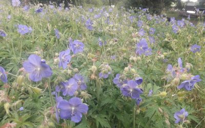 Heemstede natuurnieuws week 28-2022