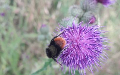 Heemstede natuurnieuws week 29-2022:  Kruldistel en schandalig gedrag