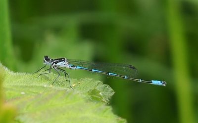 Heemstede natuurnieuws week 34-2022: