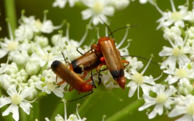 Heemstede natuurnieuws week 35-2022:  Soldaatjes