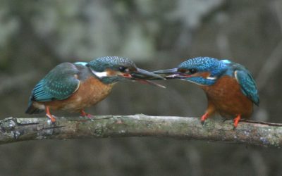 Heemstede natuurnieuws week 36-2022:  IJsvogel