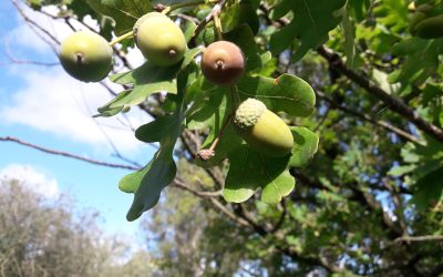 Heemstede natuurnieuws week 38-2022: Eiken en riet