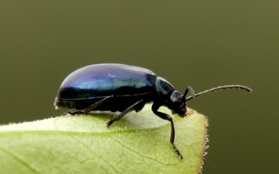 Heemstede natuurnieuws week 39 2022:  Elzen en Elzenhaantjes