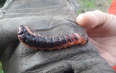 Heemstede natuurnieuws week 40 2022: Wilgenhoutrups