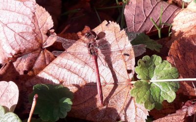 Heemstede natuurnieuws week 48 2022: Roodbruine Heidelibel