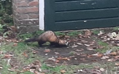 Heemstede natuurnieuws week 2 2023:  Bunzing