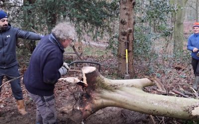 Heemstede natuurnieuws week 3 2023: Iepen en Esdoorns