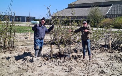 Blog 17-23 April: Fruitbomen redden